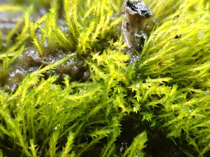 Alternateleaf Archidium Moss photo 6
