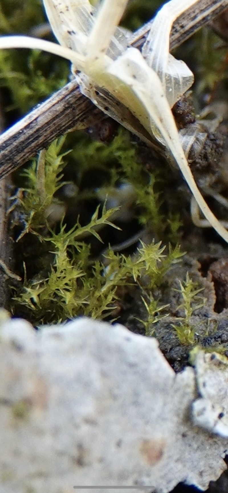 Alternateleaf Archidium Moss photo 7
