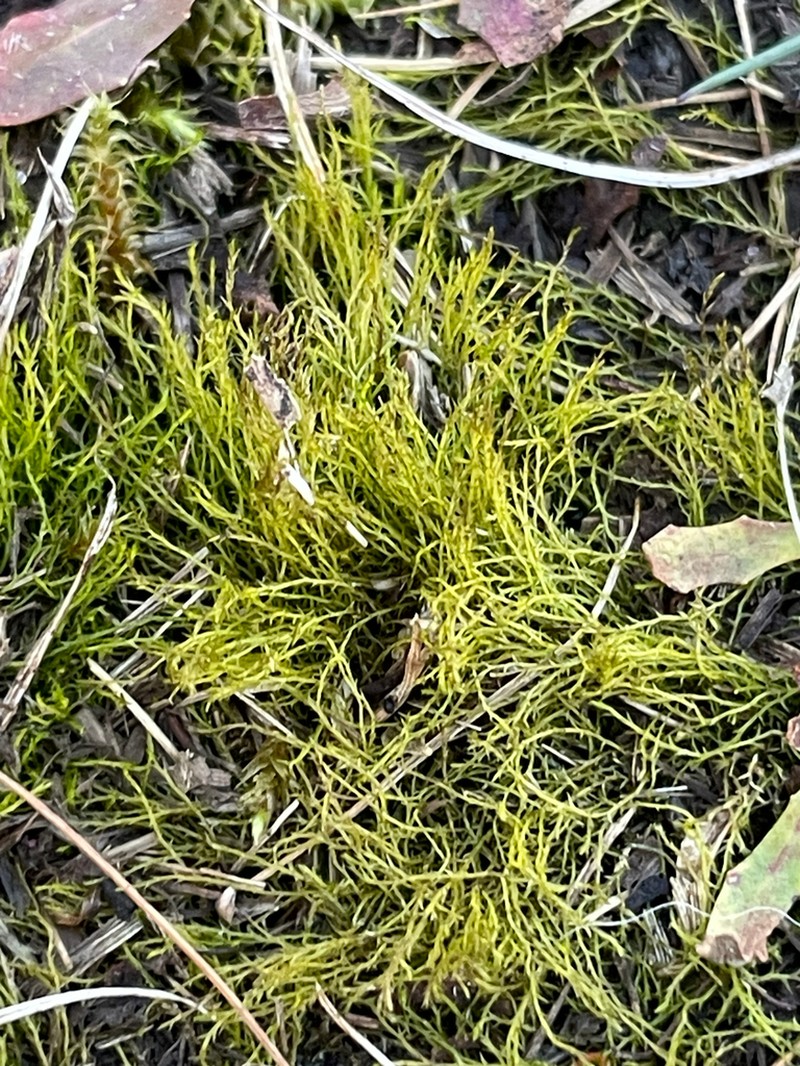 Alternateleaf Archidium Moss photo 8