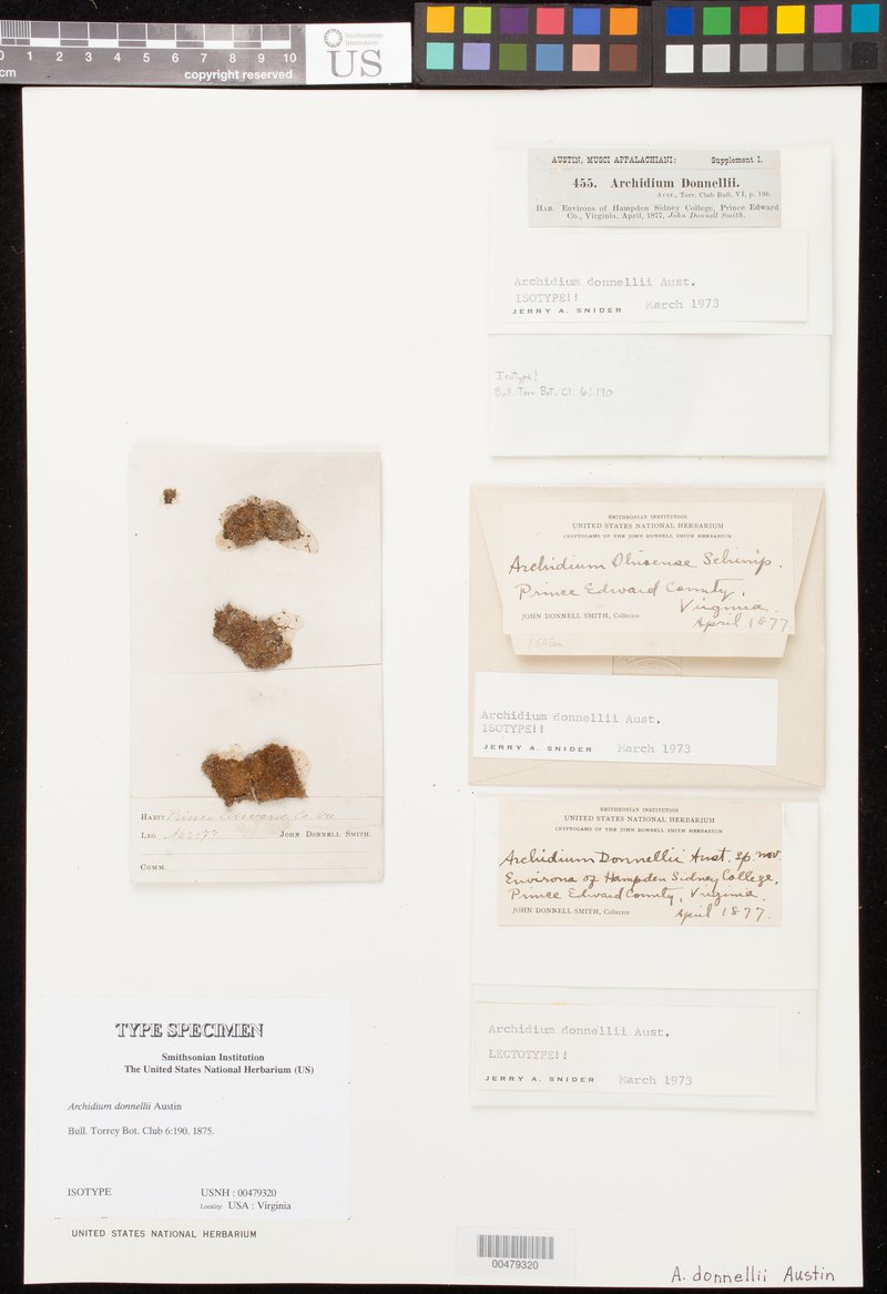 Donnell's Archidium Moss