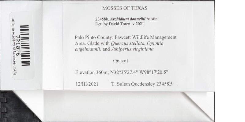 Donnell's Archidium Moss photo 2