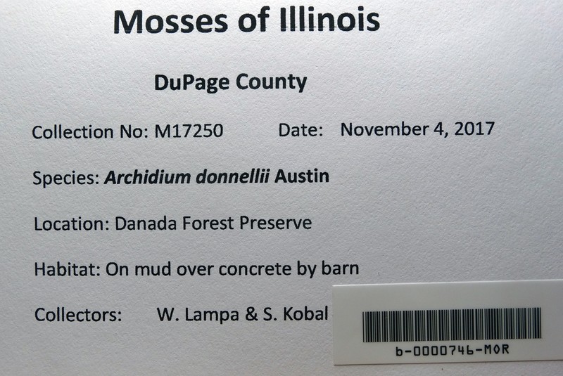 Donnell's Archidium Moss photo 3