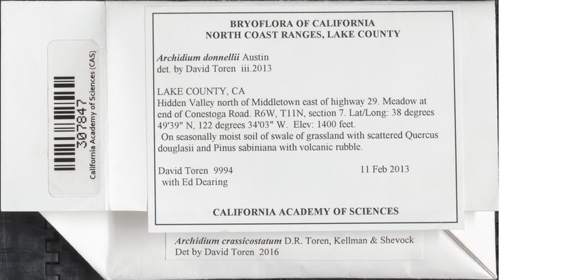 Donnell's Archidium Moss photo 4