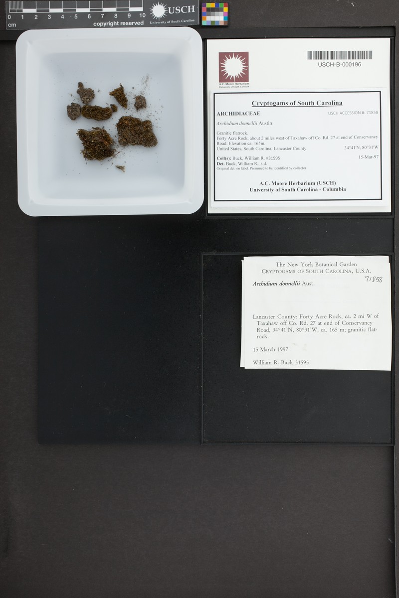 Donnell's Archidium Moss photo 6
