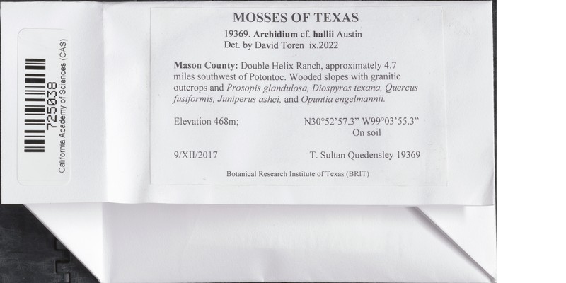Hall's Archidium Moss