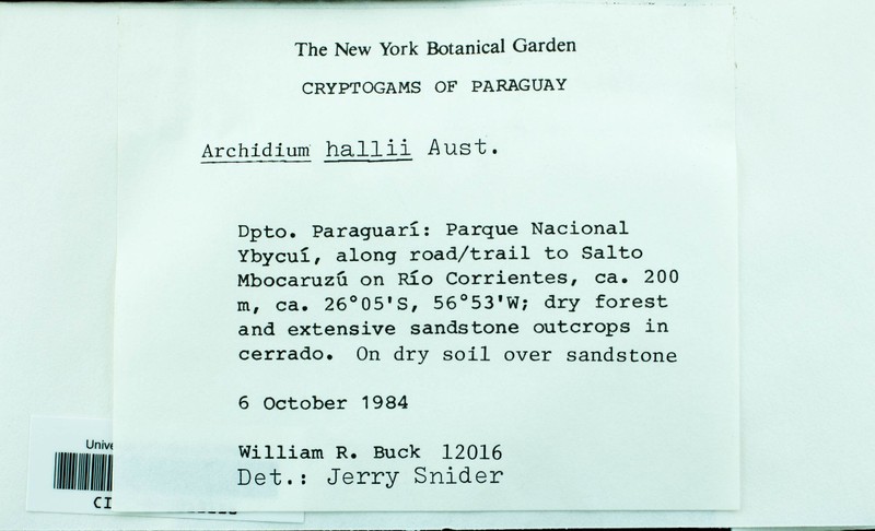 Hall's Archidium Moss photo 3