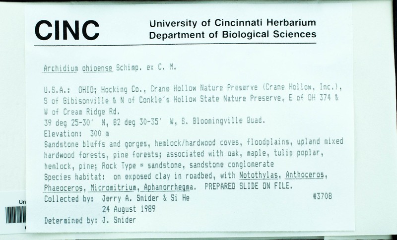 Ohio Archidium Moss photo 3