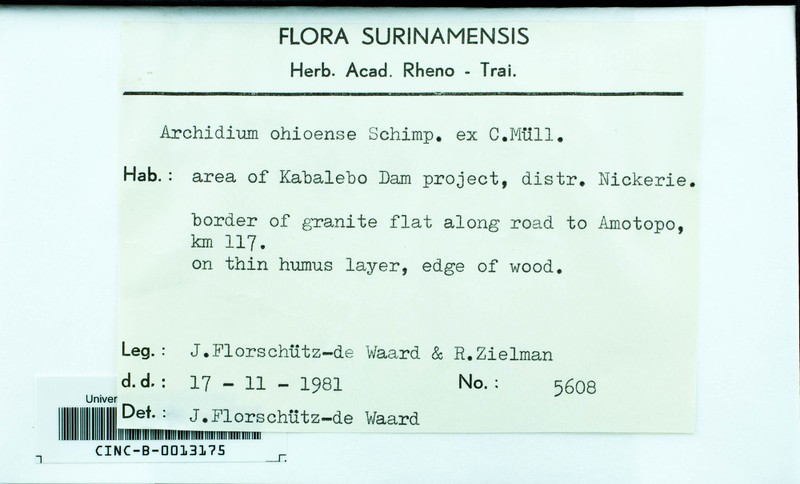 Ohio Archidium Moss photo 7