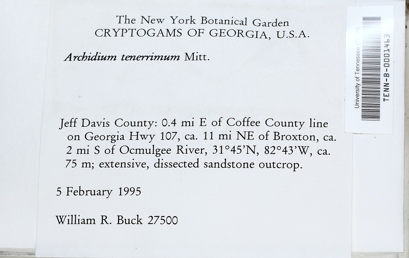 Archidium Moss