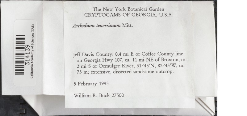 Archidium Moss photo 3