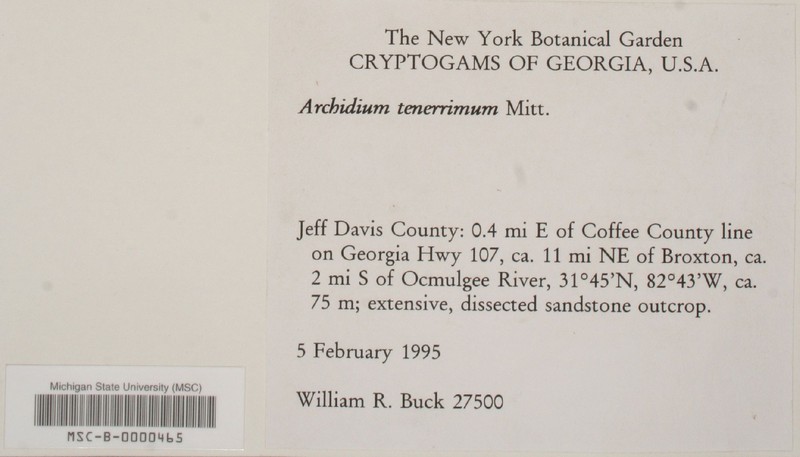 Archidium Moss photo 4