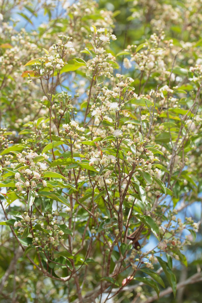 Archirhodomyrtus baladensis