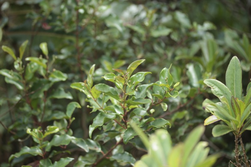 Archirhodomyrtus baladensis photo 2