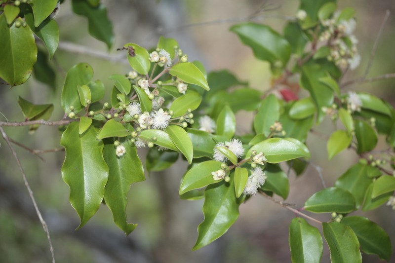 Archirhodomyrtus baladensis photo 3