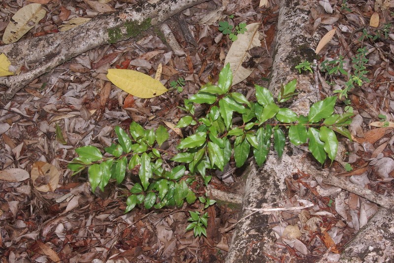 Archirhodomyrtus baladensis photo 4