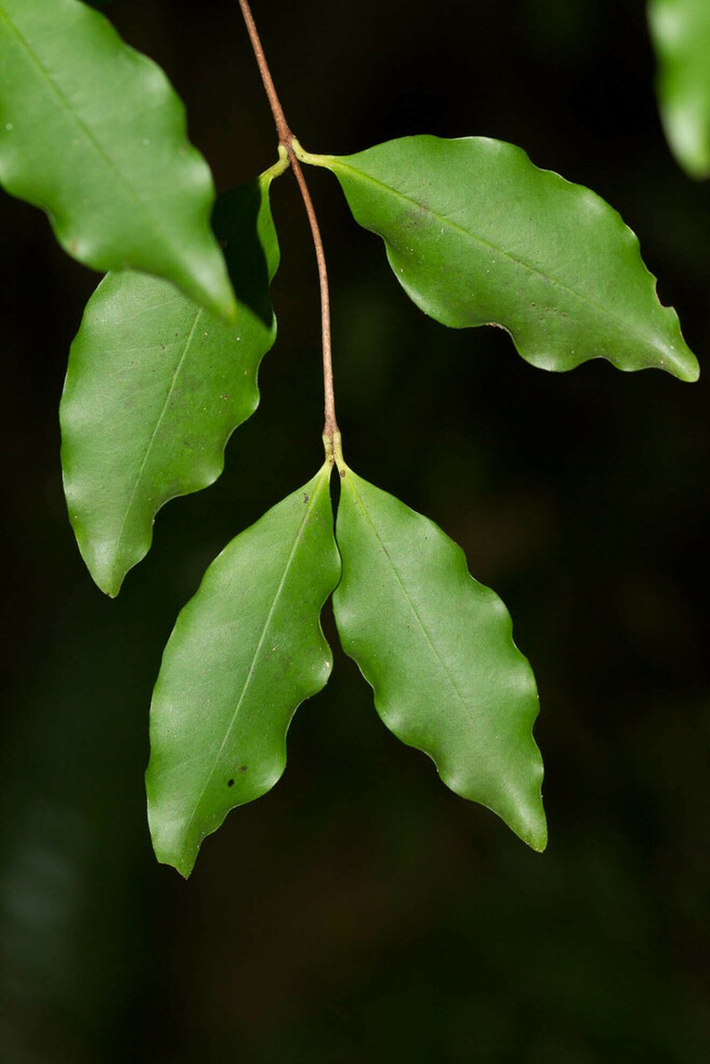 Archirhodomyrtus baladensis photo 5
