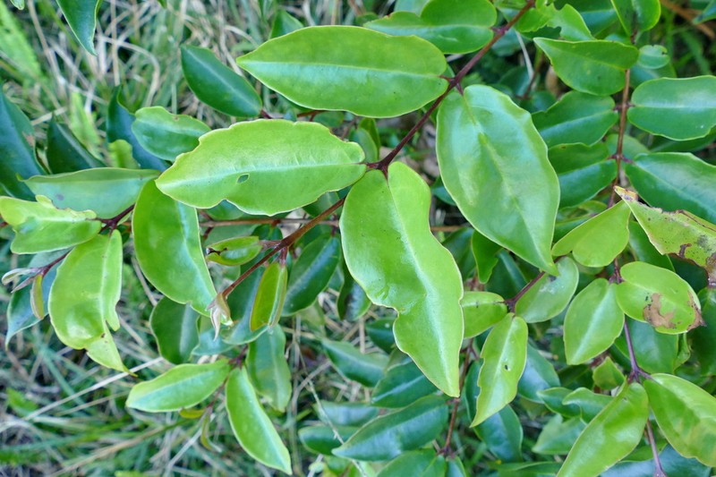 Archirhodomyrtus baladensis photo 8