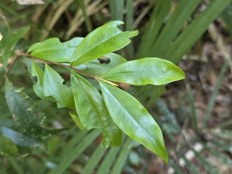 Archirhodomyrtus beckleri photo 2