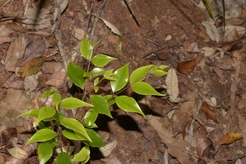 Archirhodomyrtus beckleri photo 3