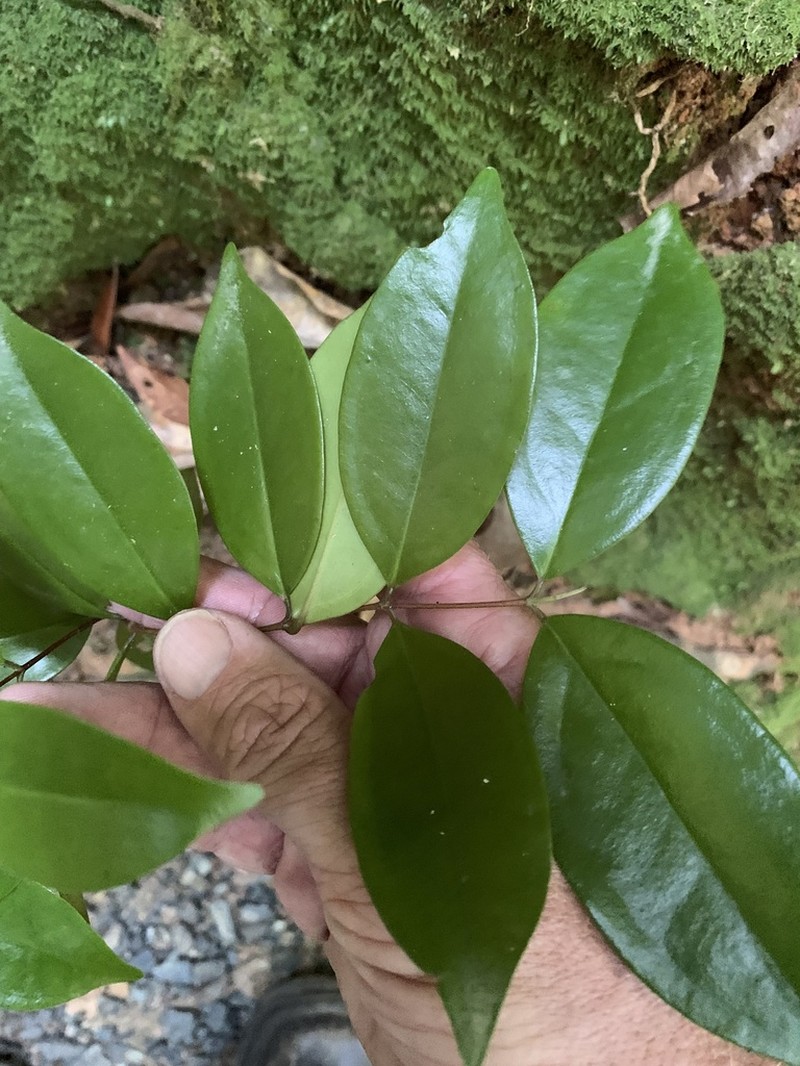 Archirhodomyrtus beckleri photo 4