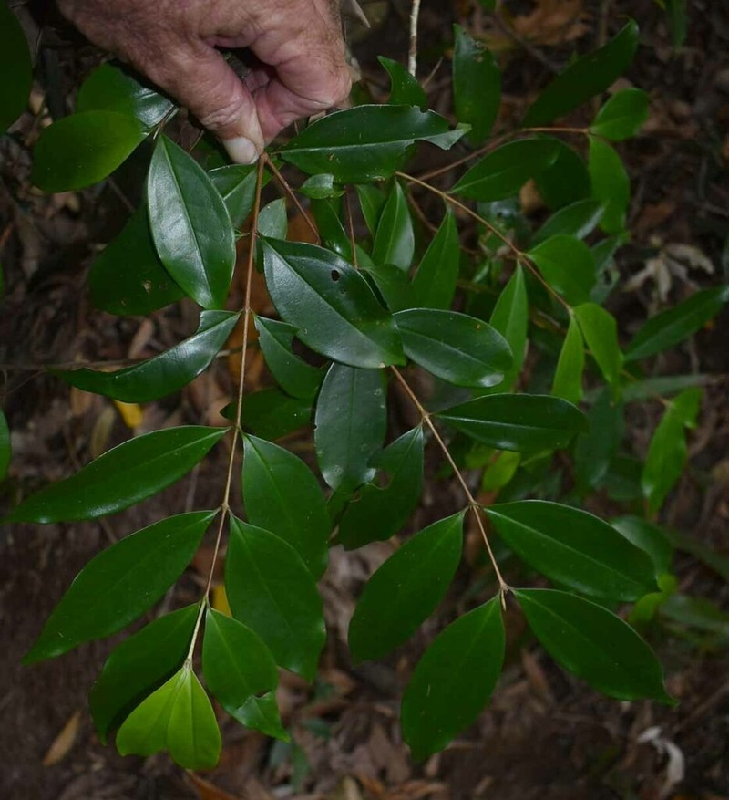 Archirhodomyrtus beckleri photo 5
