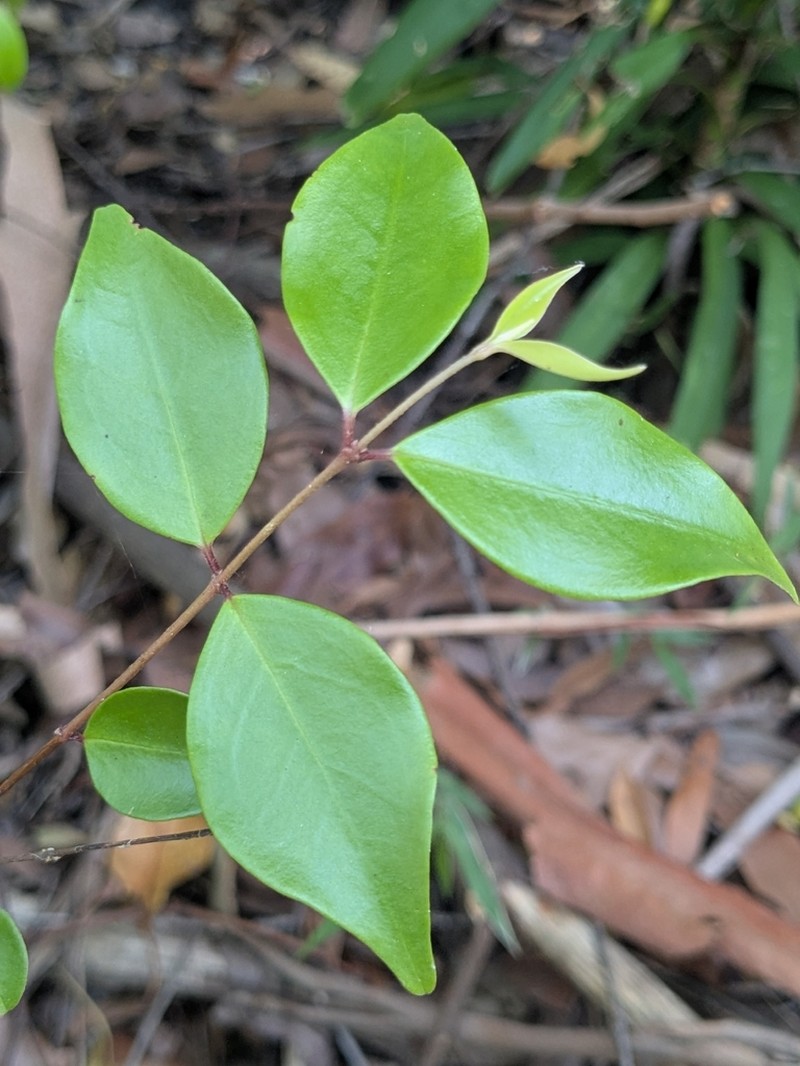 Archirhodomyrtus beckleri photo 6