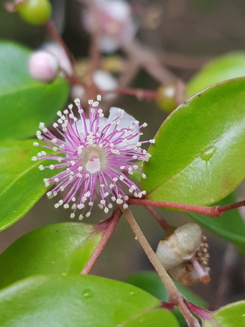 Archirhodomyrtus beckleri photo 7