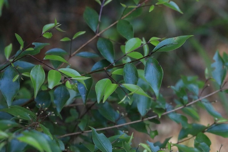 Archirhodomyrtus beckleri photo 8