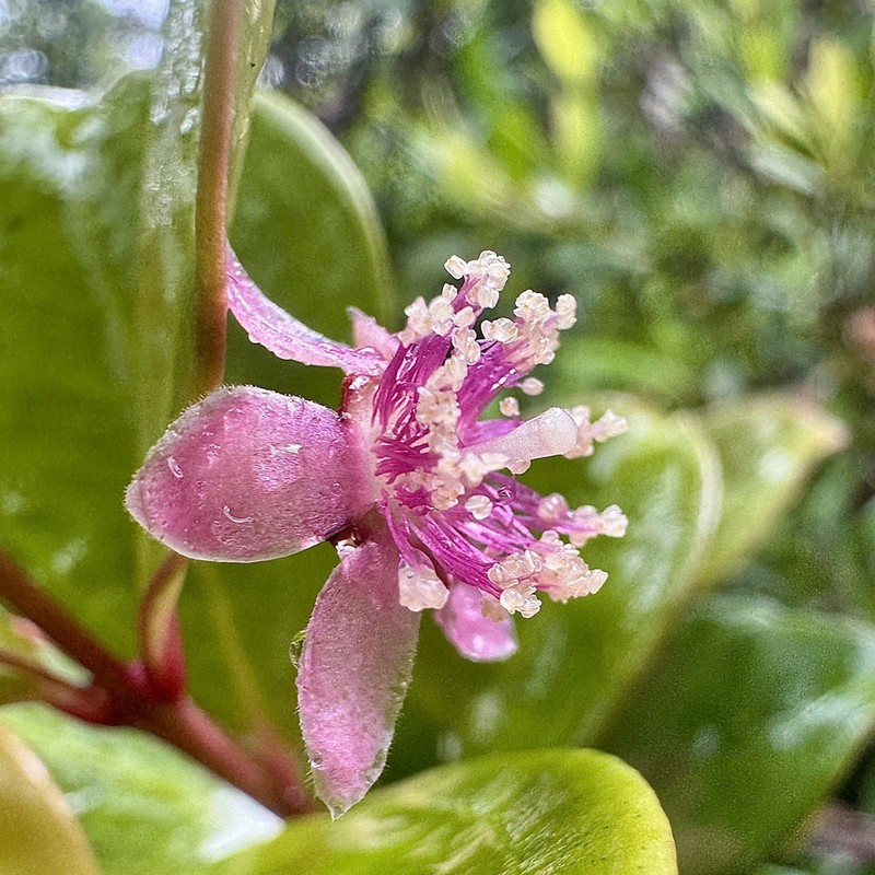 Archirhodomyrtus paitensis photo 2