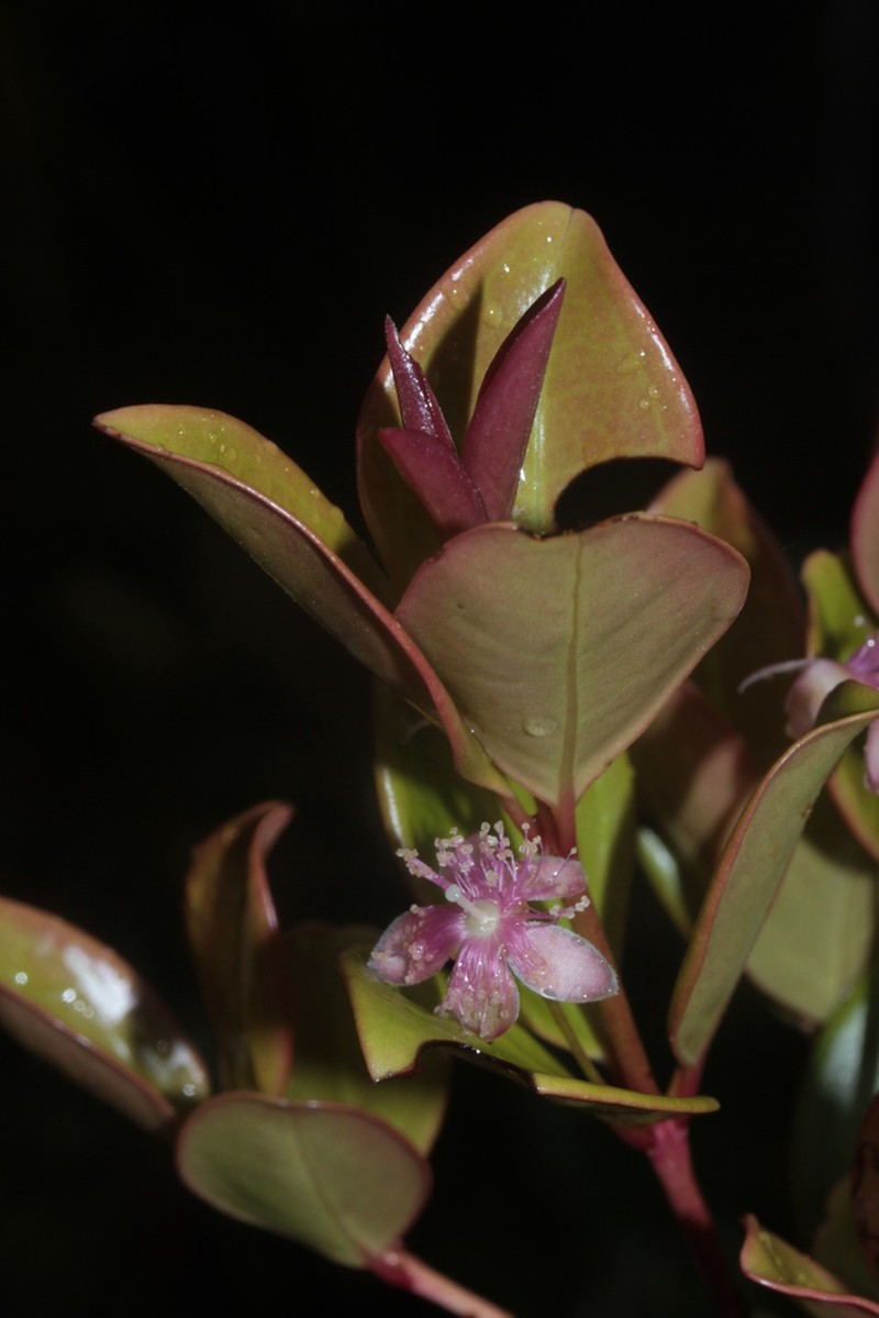 Archirhodomyrtus paitensis photo 3