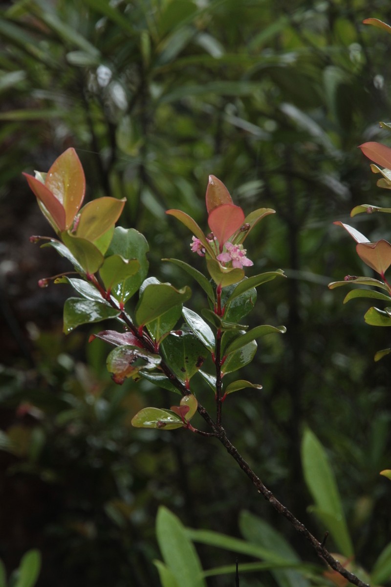 Archirhodomyrtus paitensis photo 4