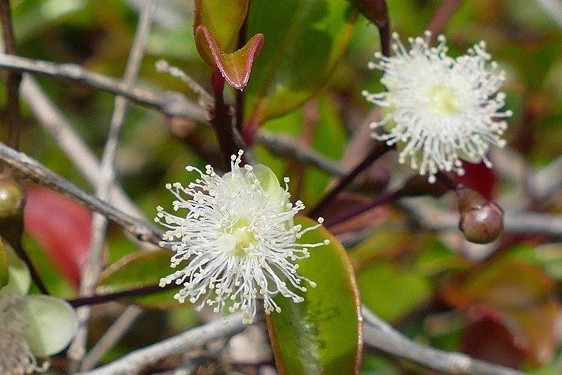 Archirhodomyrtus paitensis photo 5