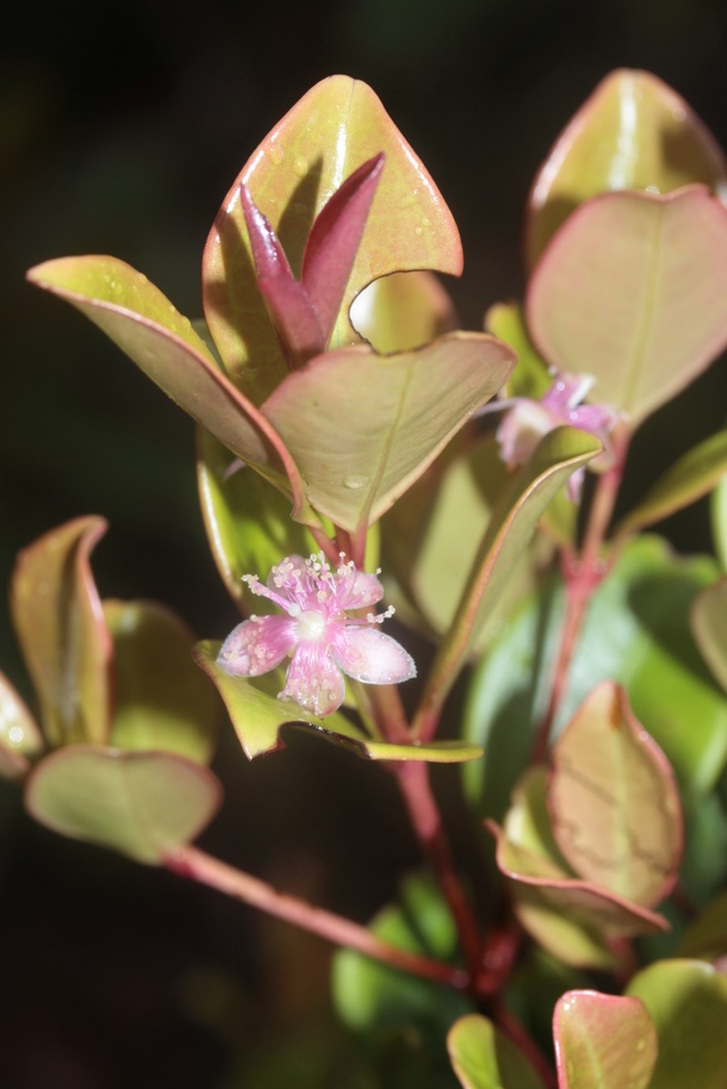 Archirhodomyrtus paitensis photo 6