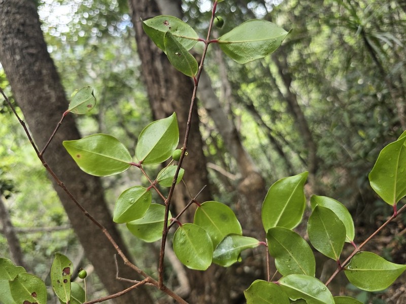 Archirhodomyrtus paitensis photo 7
