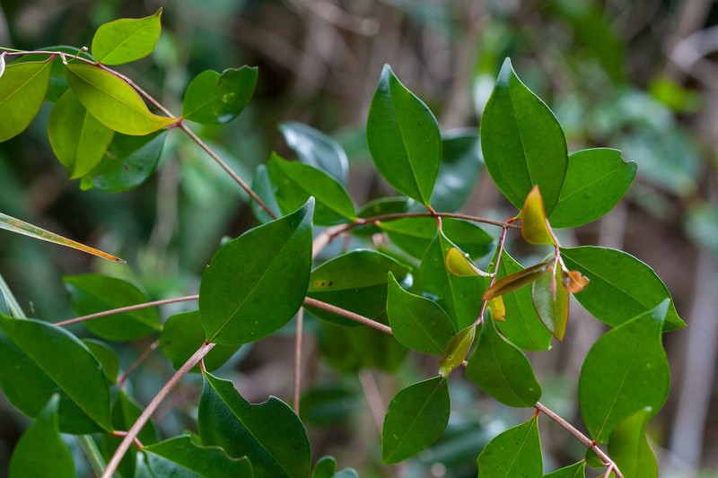 Archirhodomyrtus paitensis photo 2