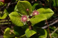 Archirhodomyrtus turbinata