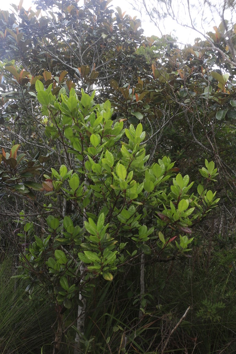 Archirhodomyrtus turbinata photo 3