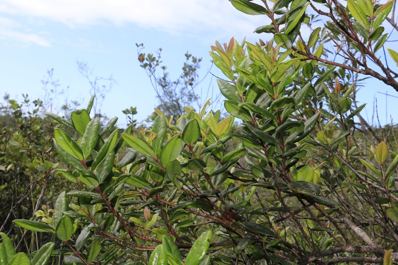Archirhodomyrtus turbinata photo 5