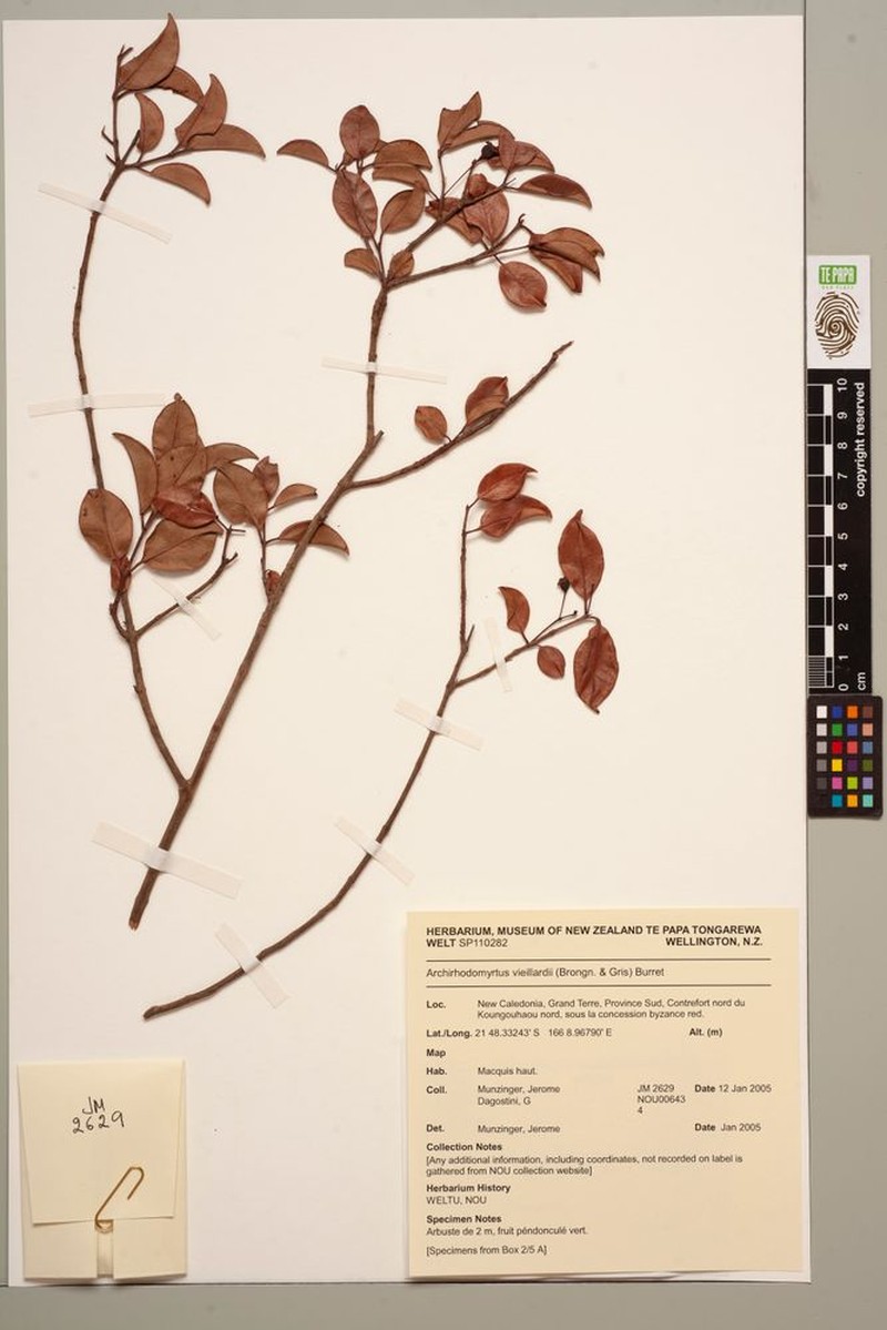 Archirhodomyrtus vieillardii