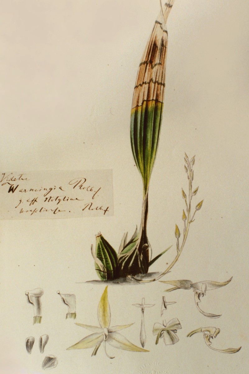 Archivea kewensis