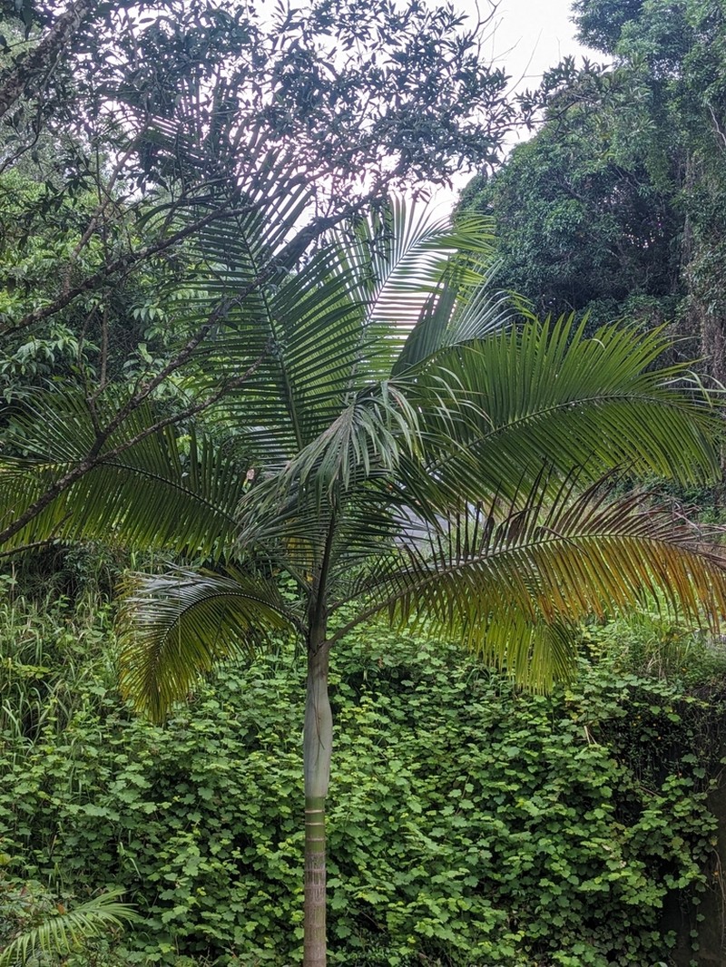 Archontophoenix myolensis photo 2