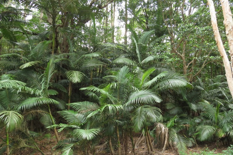 Archontophoenix myolensis photo 3
