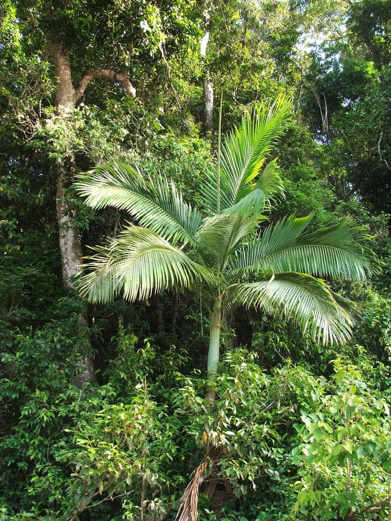 Archontophoenix myolensis photo 4