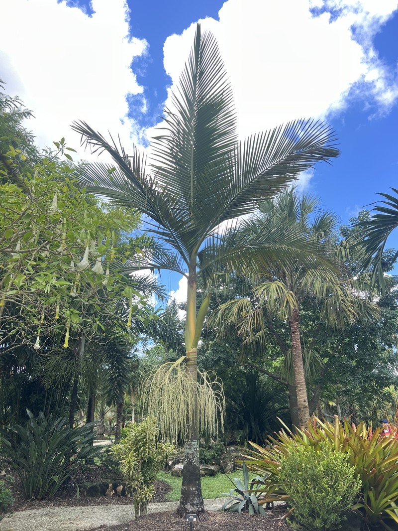 Archontophoenix myolensis photo 5