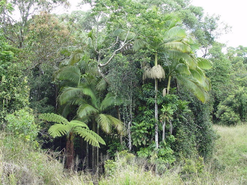 Archontophoenix myolensis photo 6