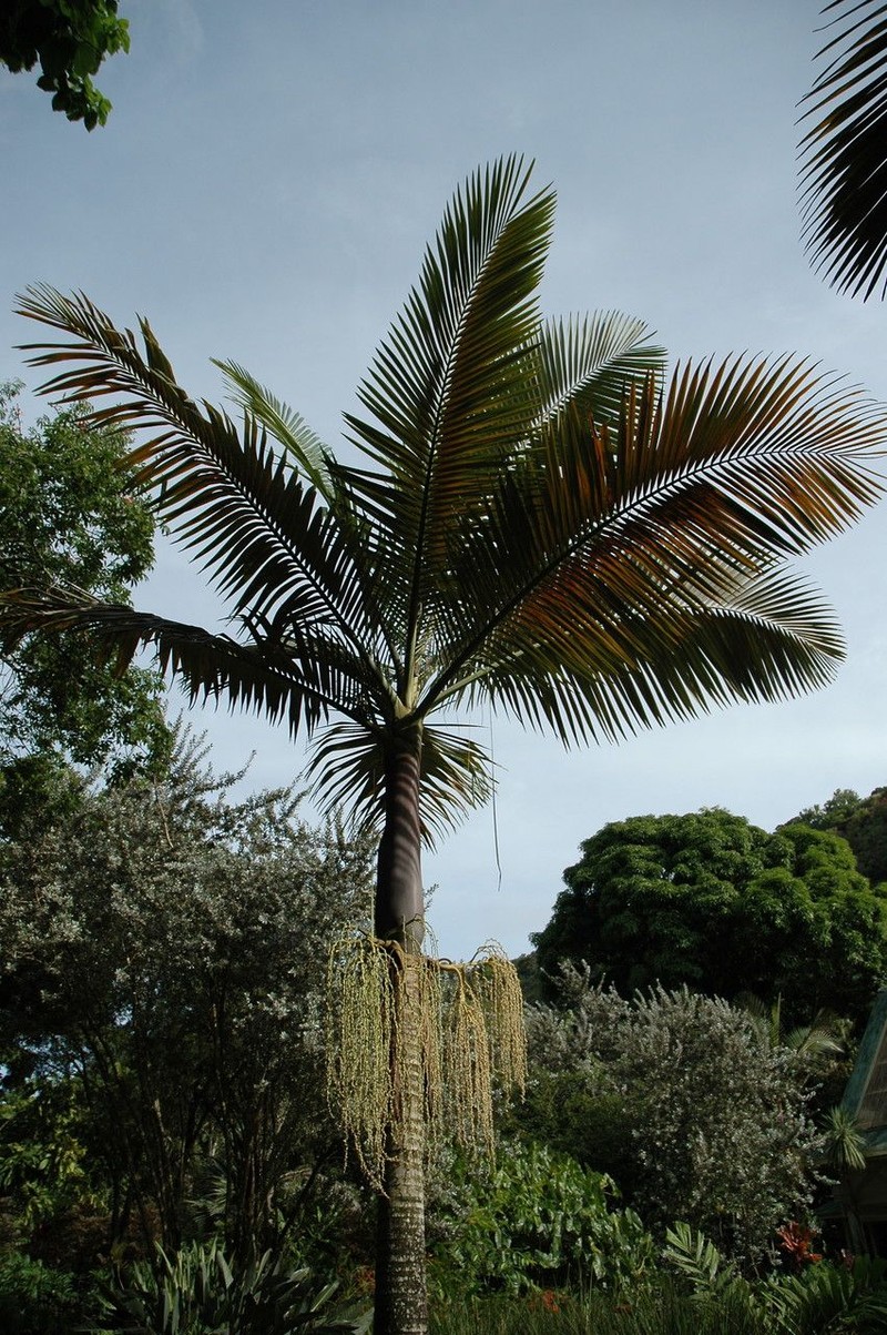 Archontophoenix purpurea