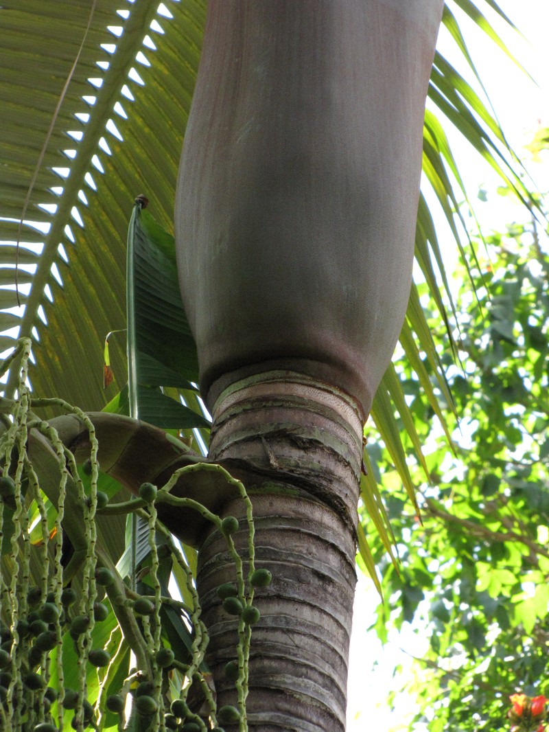 Archontophoenix purpurea photo 2