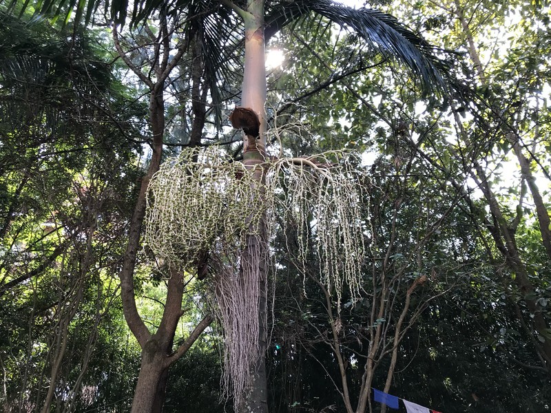 Archontophoenix purpurea photo 6