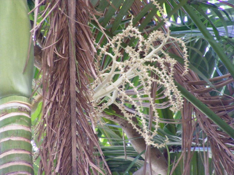 Archontophoenix tuckeri photo 3