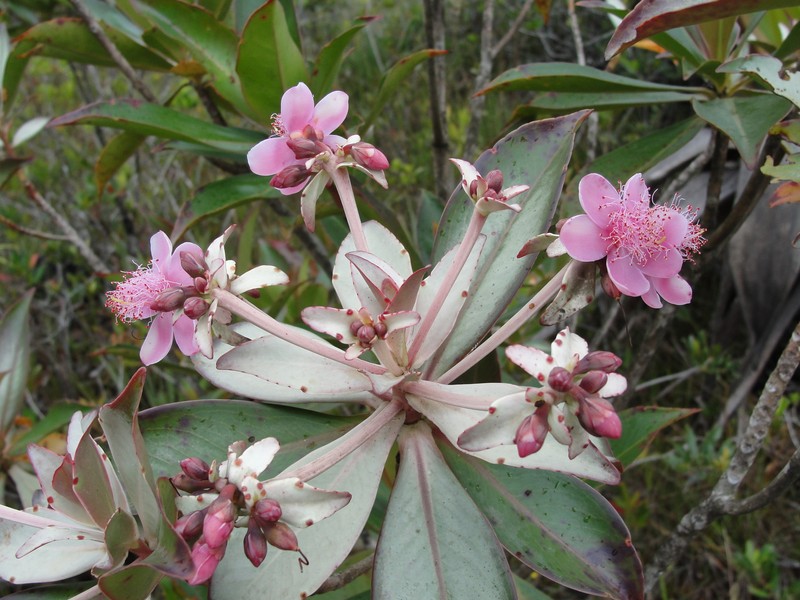 Archytaea triflora photo 2